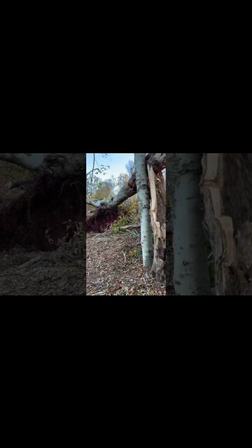 Crazy Destruction in the Forest