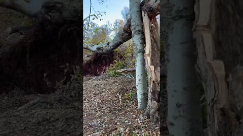 Crazy Destruction in the Forest