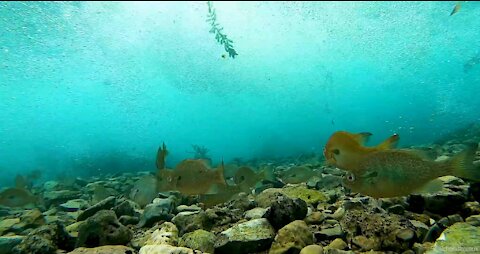 the view under the sea is really beautiful