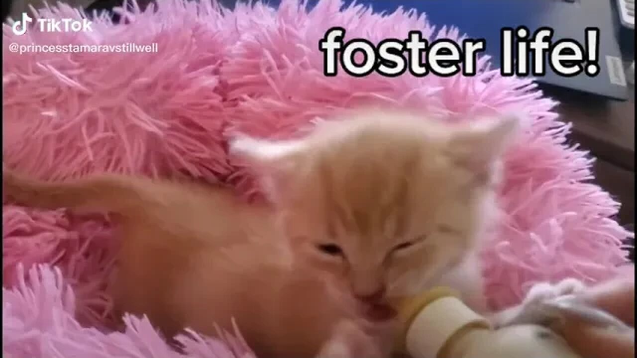 Foster Life