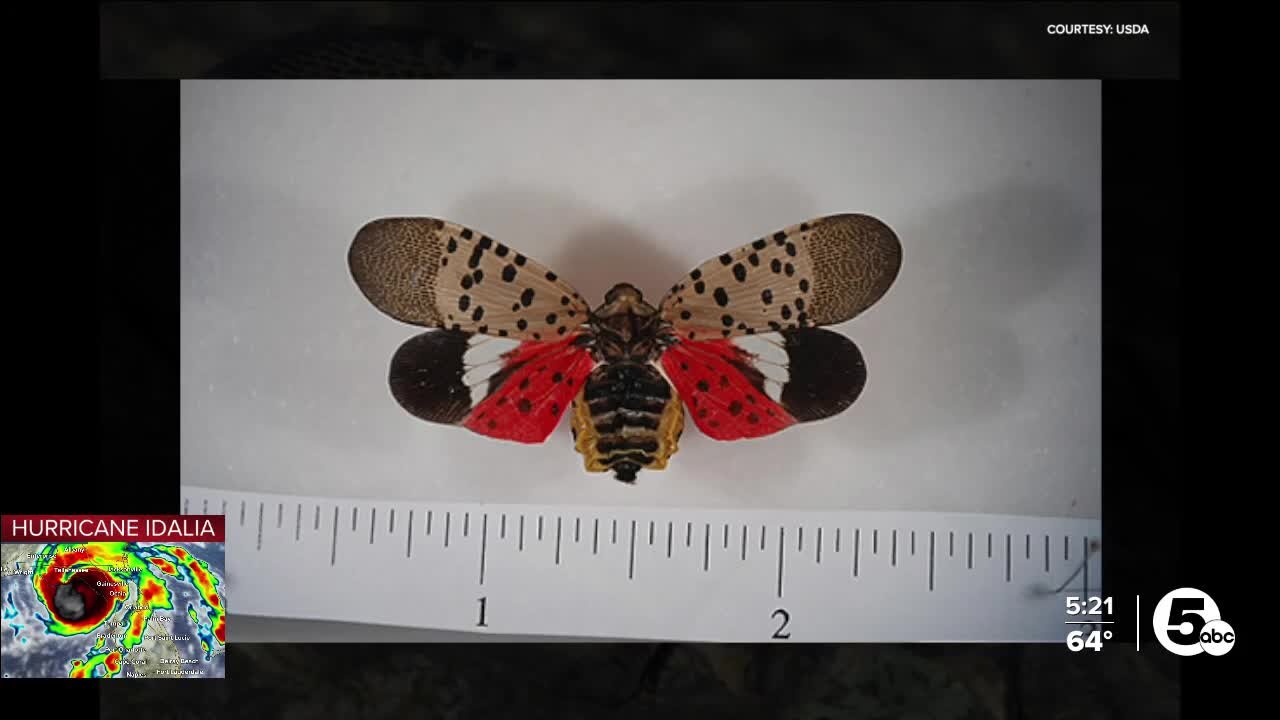 Spotter lantern-flies endangering Ohio trees