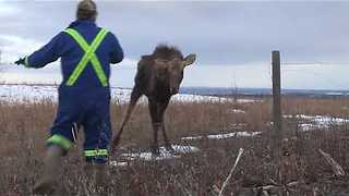 Man Saves Young Moose From Certain Death