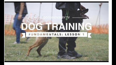 5 Training Dog Exercises You Should Do EVERY DAY At Home!