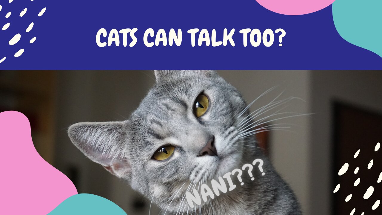 Catz Can Talk Too? Wow! Kats Talk Too Human!