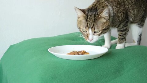 Little Cat Is Hungry