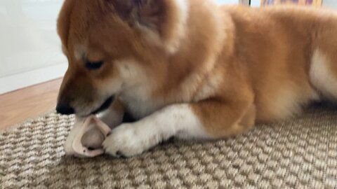 Shiba Inu chewing a bone