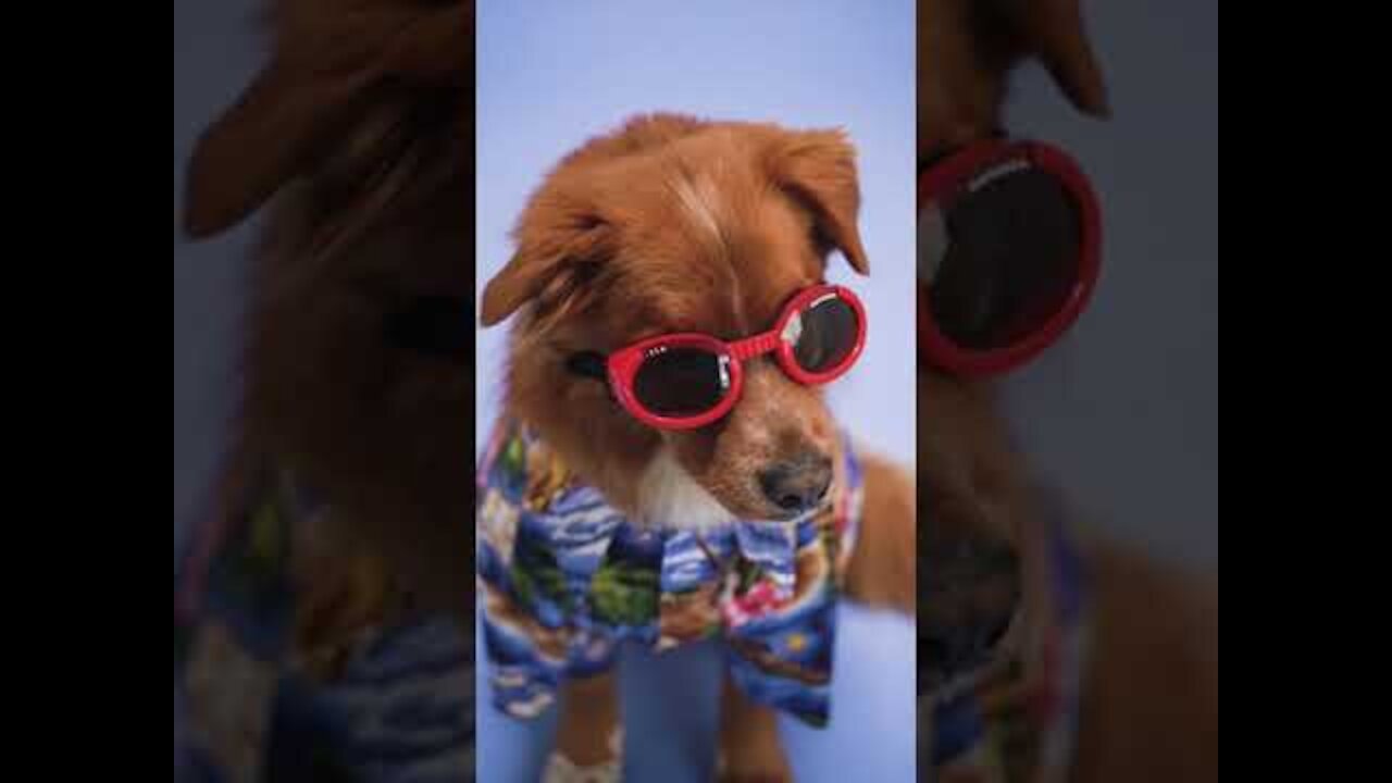 🤣 Cute and funny dogs videos | Dog funny status videos😂🐶