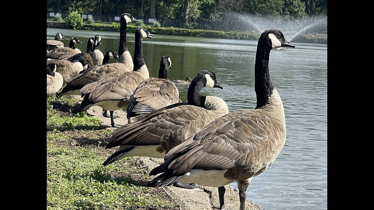 Wildlife: goose 🪿, ducks 🦆 and swans 🦢