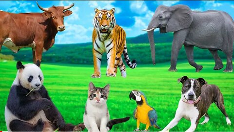 Best Animal Moments Collection Elephant, Dog, Parrot, Cat, Cow, Panda Animal Sounds