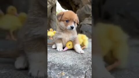 MUITO AMOR #animals 💗🥰💚