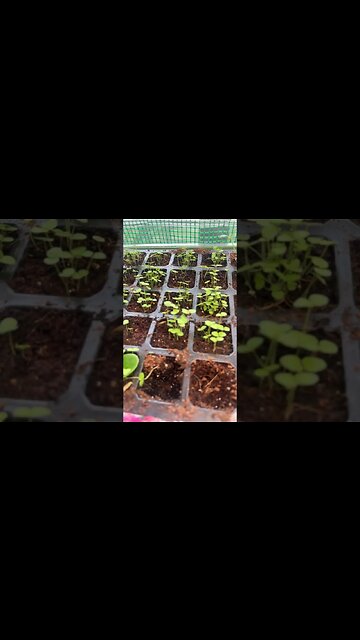 Snapdragons made easier