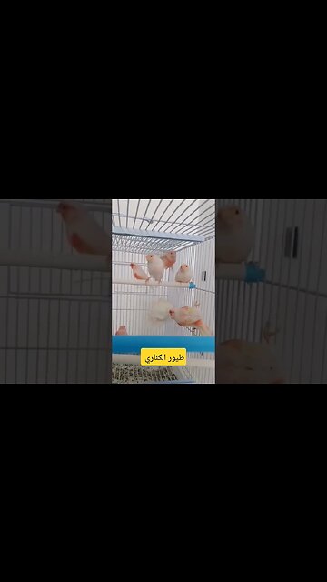 طيور الكناري روعة