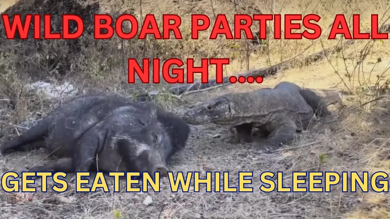 KOMODO DRAGON EATS WILD BOAR WHILE SLEEPING! #komodo #wildboar #animals