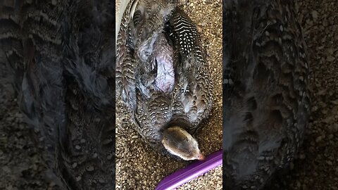 Guinea fowl keet attacked by lace monitor