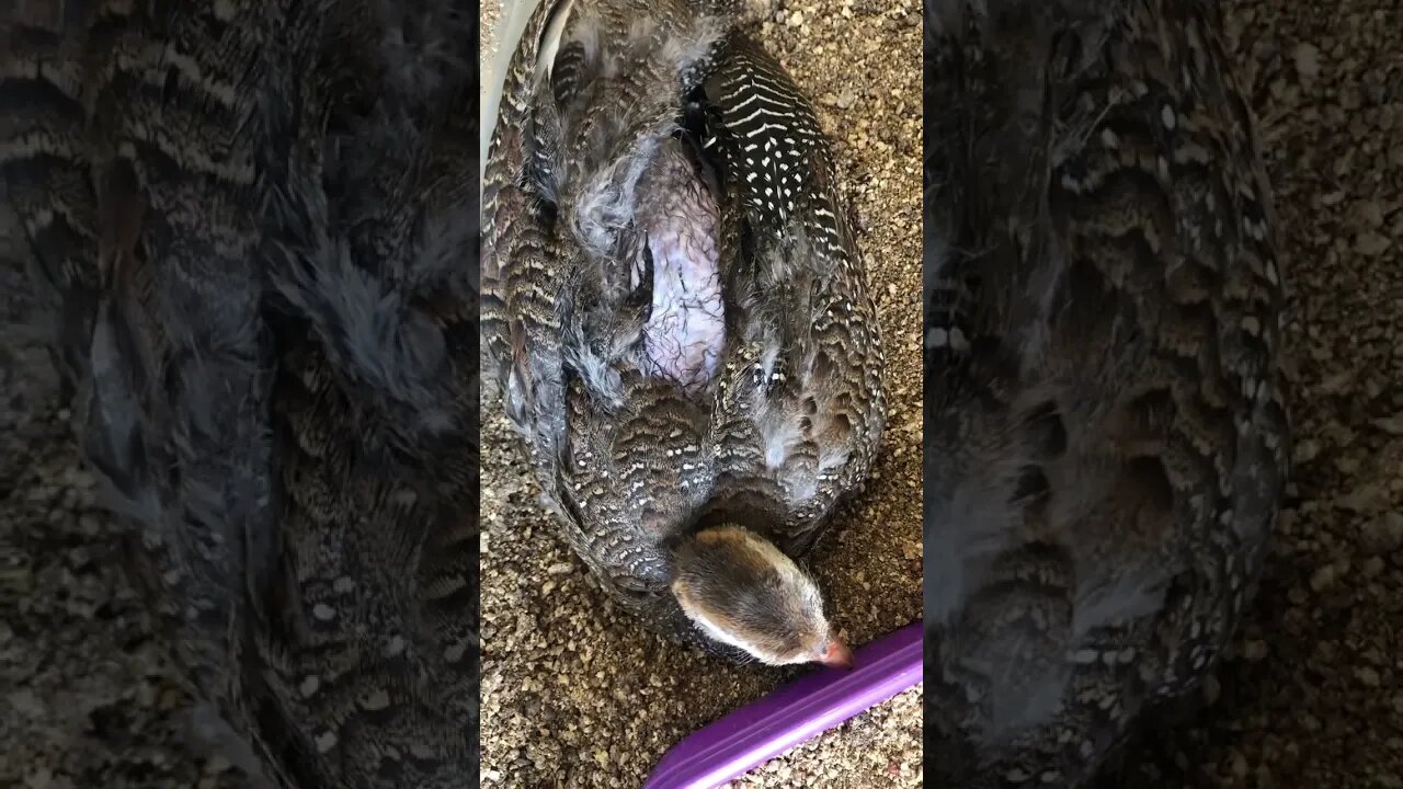 Guinea fowl keet attacked by lace monitor