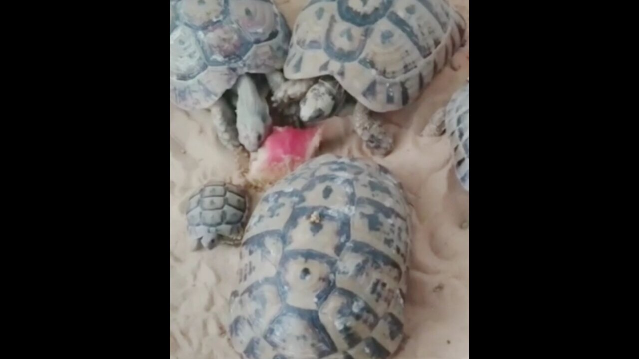 Beautiful turtles eat watermelon.