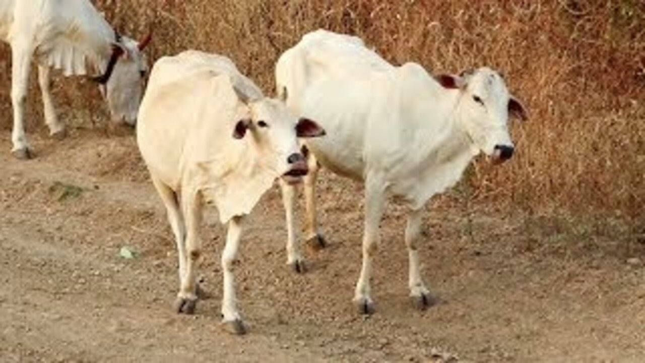 Cow Videos for Kids | Kids Cow Videos for Children | Cow Videos with Sound for Kids and Parents