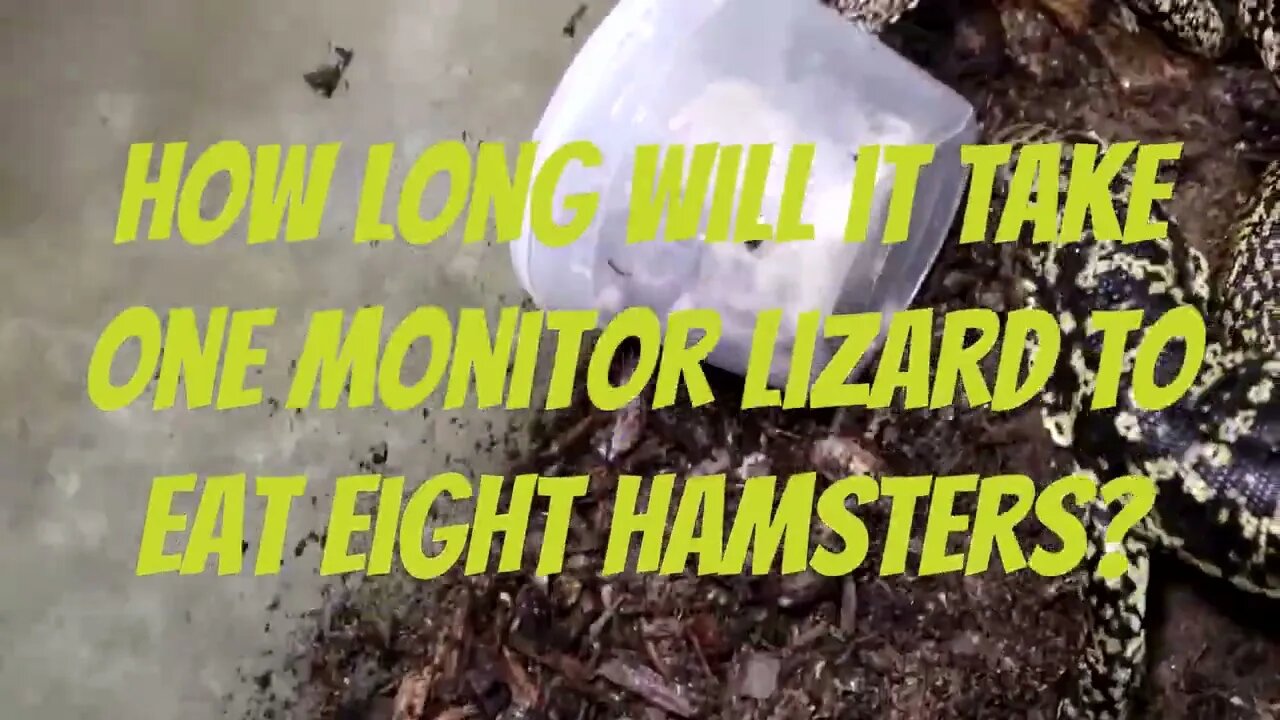 How fast can a monitor lizard eat 8 hamsters?