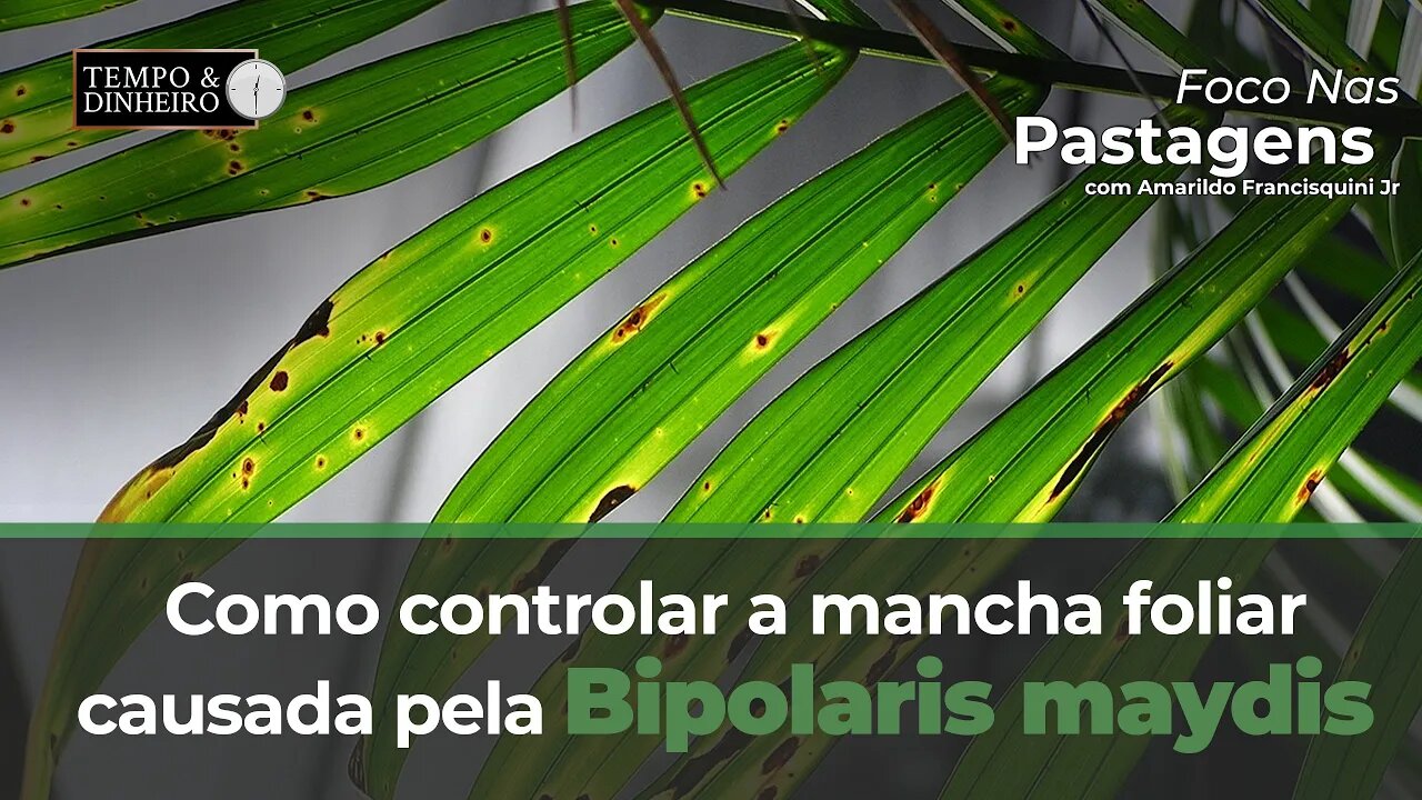 Foco nas Pastagens hoje responde como controlar a mancha foliar causada pela Bipolaris maydis