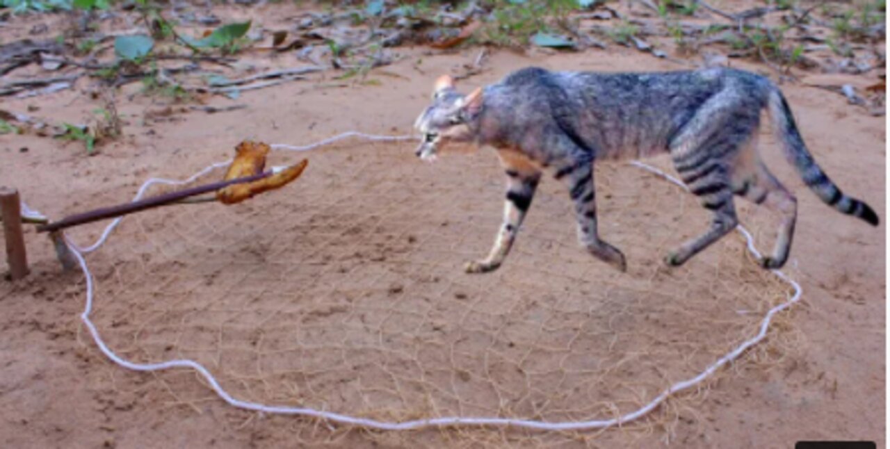 Simple Wild Cat Trap Using Nets - Traditional wild cat trap Work 100%