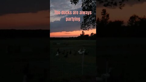 Ducks at dusk #farmlife #video #chicken #homestead #farm #duck #turkey #shorts