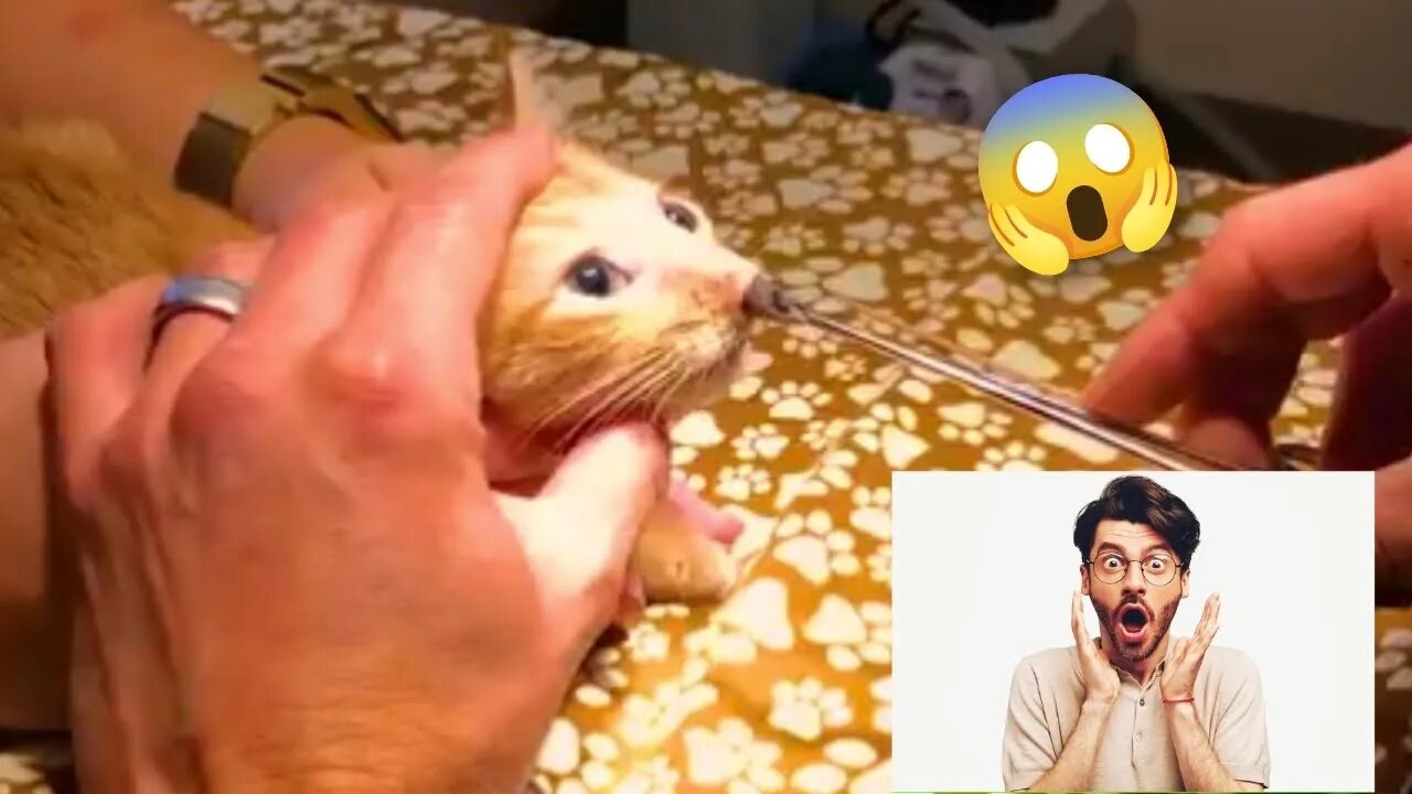 Look what came out of a kitten's nose 😱 | why animals