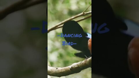 Dancing Bird