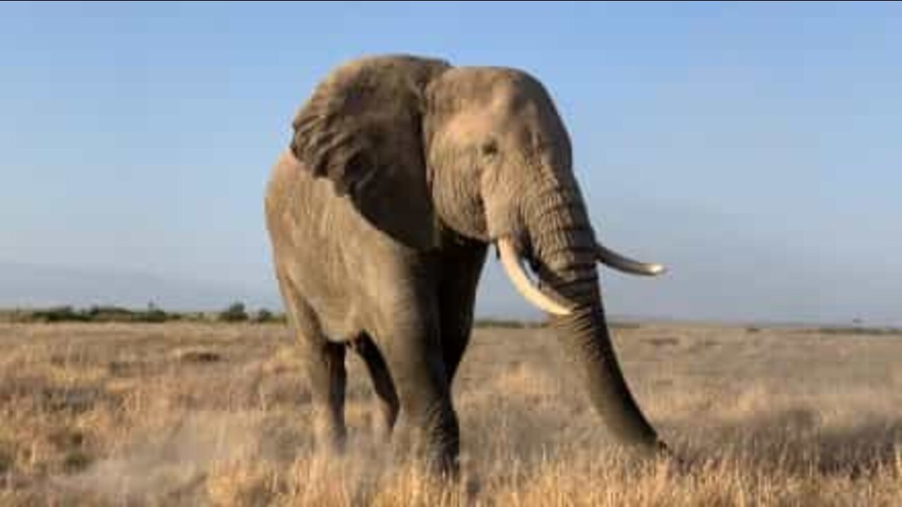 Alguma vez viu um elefante a espirrar?