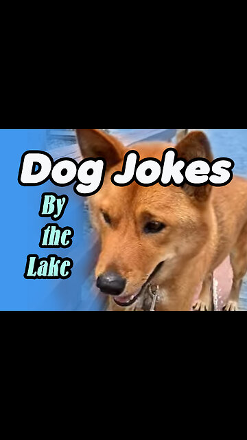 Dog Jokes By the Lake #dogjokes #dadjokes