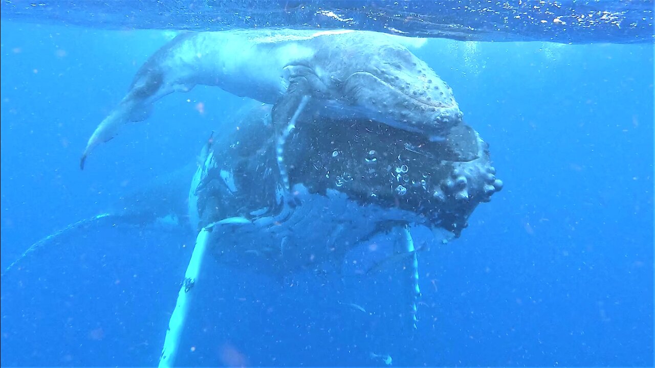 Mother humpback whale and her newborn calf delight swimmers in Tonga