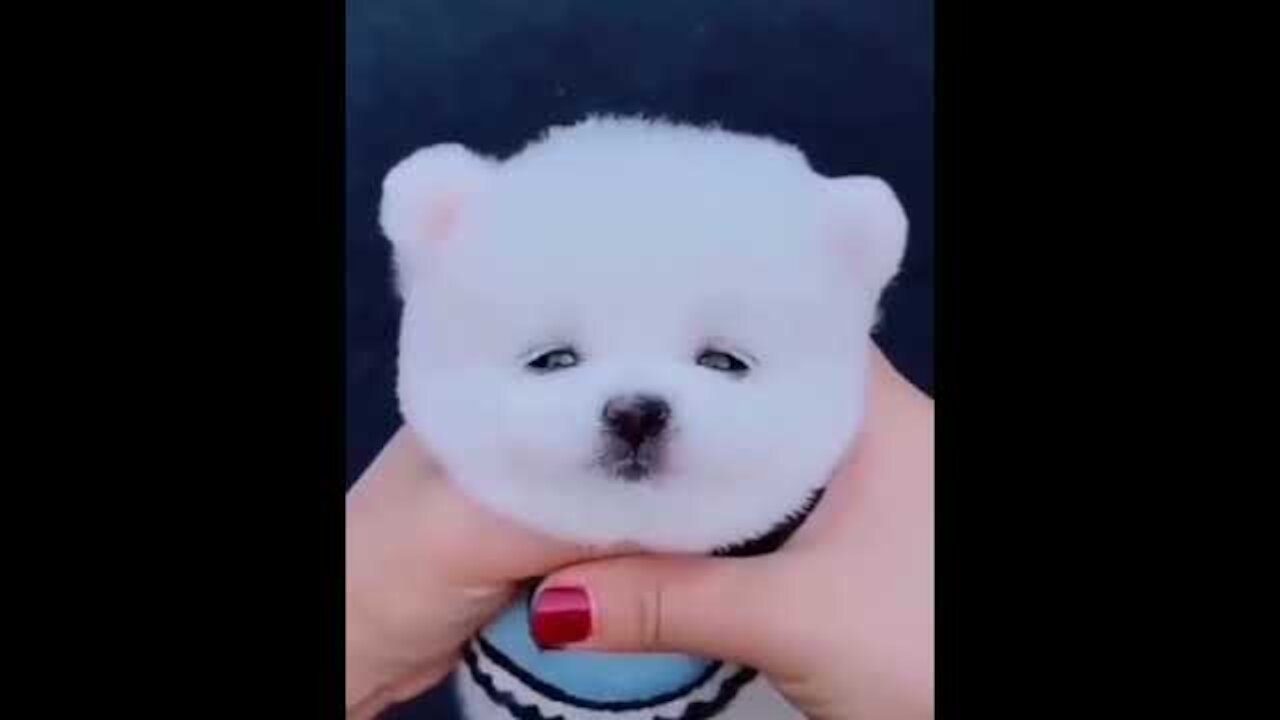 Cute Pets And Funny Animals Compilation - i Tik Tok Cute Dogs And Cats Compilation