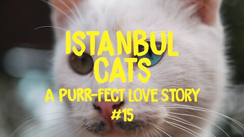 Istanbul Cats