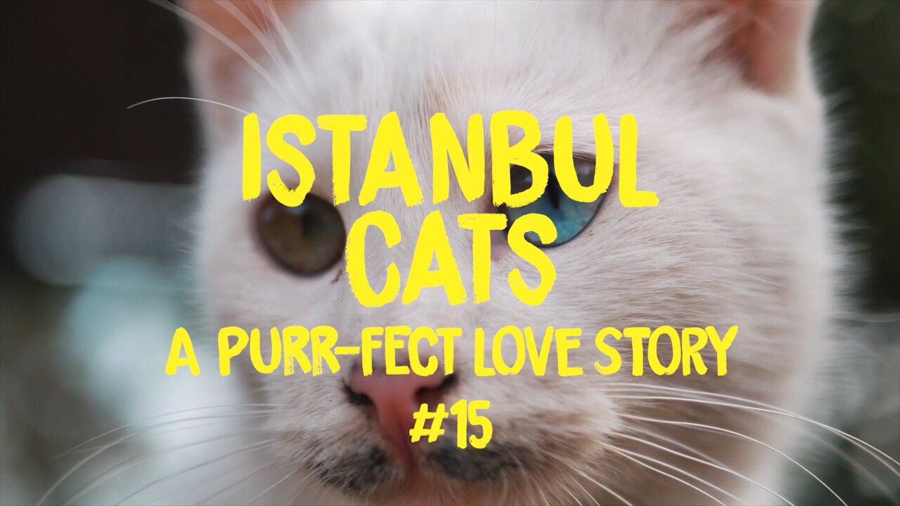 Istanbul Cats