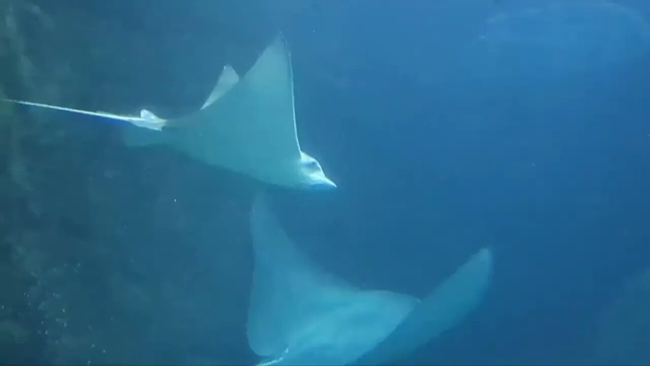 Burgers zoo dierentuin zoo impressie met kwart eeuw vrienden. Bush Ocean Desert superervaring POV