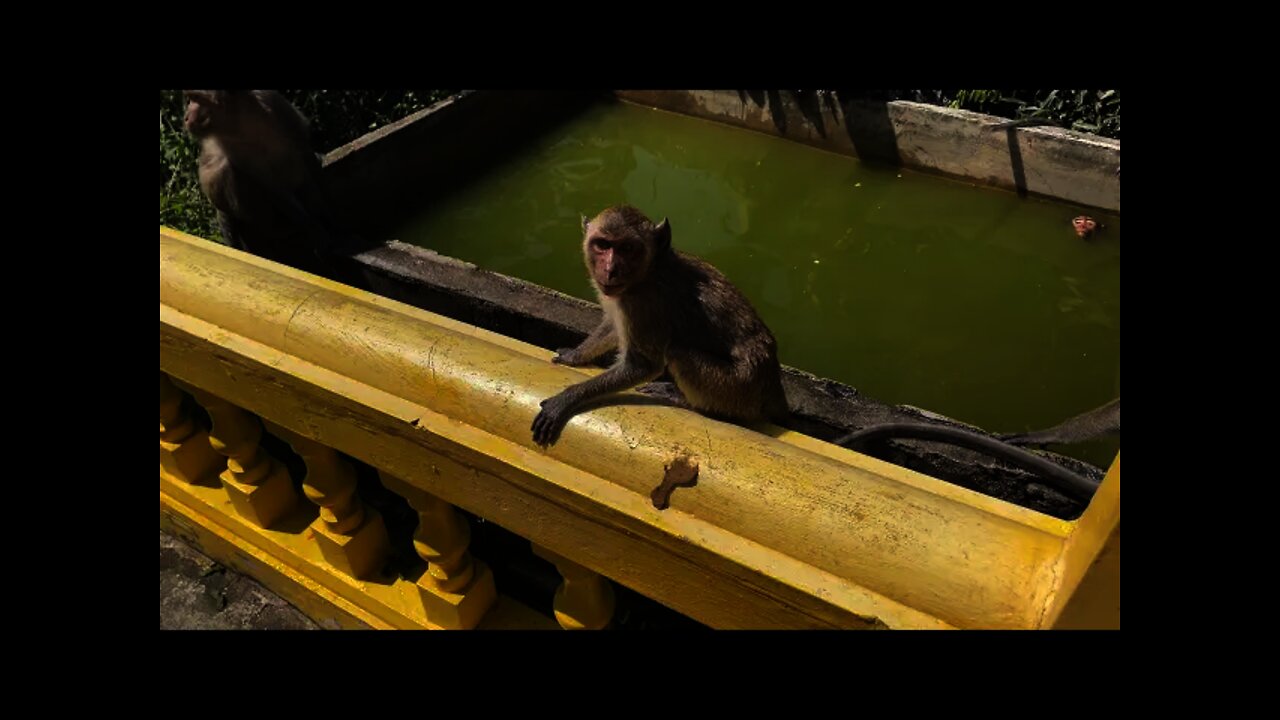 Monkey getting dunked by another monkey