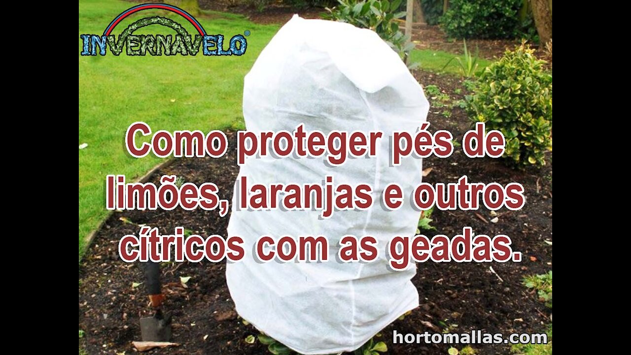 Como proteger pés de limões, laranjas e outros cítricos com as geadas.