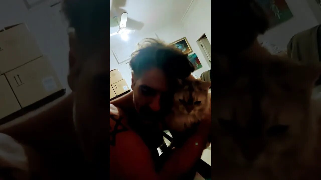 adoro abraçar meus gatos