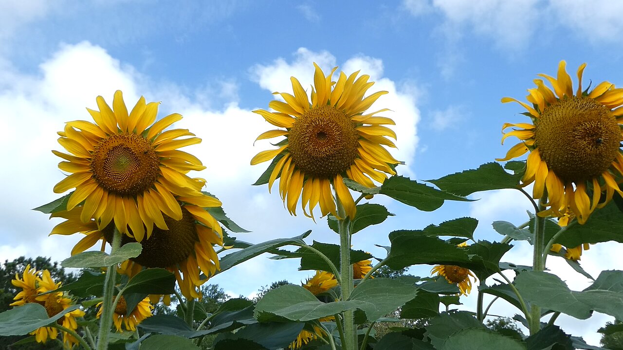 Looking Out My Back Door July (Sun Flowers)