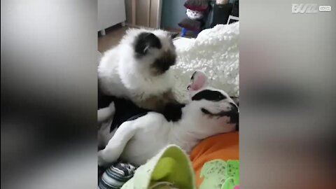 Cão recebe massagem relaxante de gato!