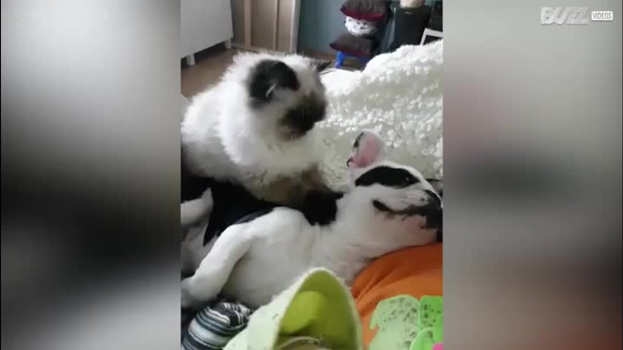 Cão recebe massagem relaxante de gato!