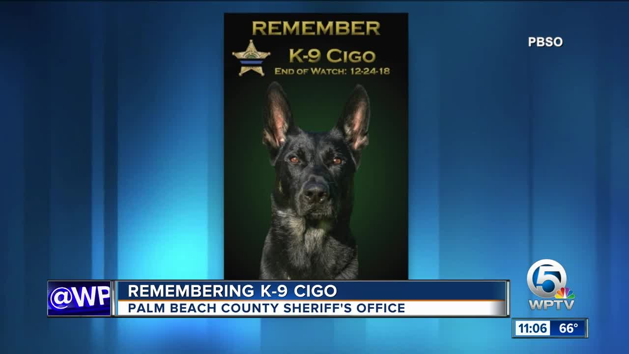 Remembering K-9 Cigo