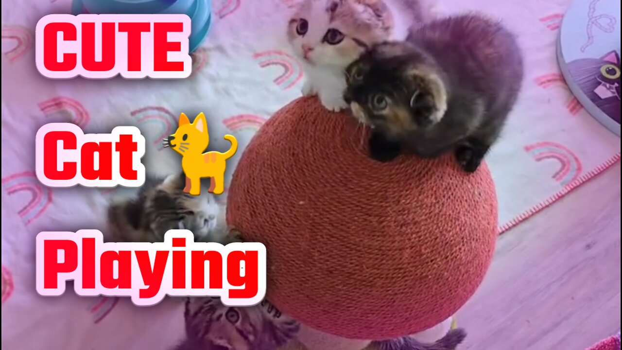 Ultimate Cute and Funny Cat Compilation 2024 Funny Pet Videos