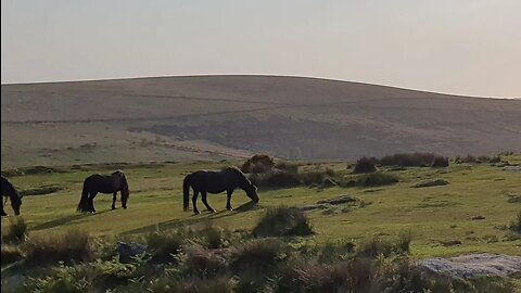 Afternoon car vlog. Dartmoor. 23rd May 2023