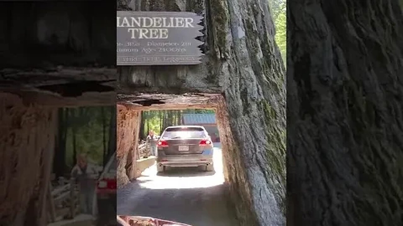 It's not everywhere you can drive through a tree #shorts