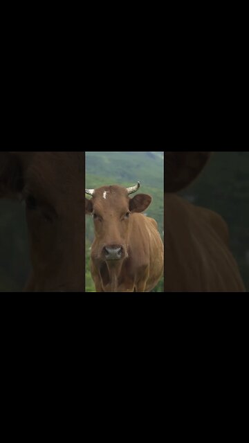 #2 𝗪𝗼𝗿𝘀𝘁 𝗙𝗼𝗼𝗱 𝗙𝗼𝗿 𝗬𝗼𝘂𝗿 𝗧𝗲𝘀𝘁𝗼𝘀𝘁𝗲𝗿𝗼𝗻𝗲 𝗟𝗲𝘃𝗲𝗹𝘀