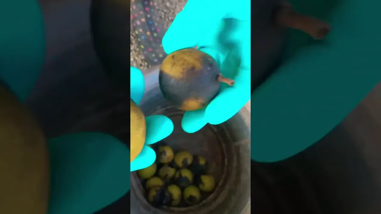 Nuts in a bucket 👀#shorts #viral #trending