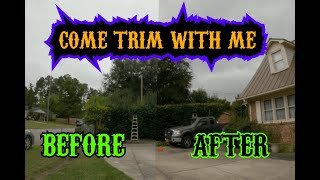 Knocking out a hedge trimming job/ Timelapse transformation