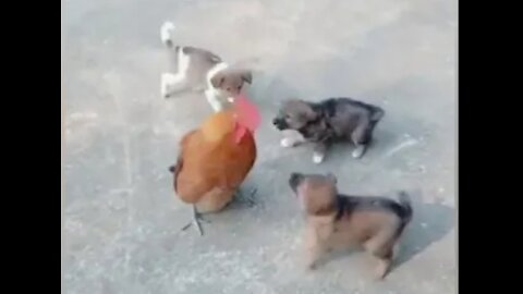 Cute fight Chicken Vs Dog fight | Funny video