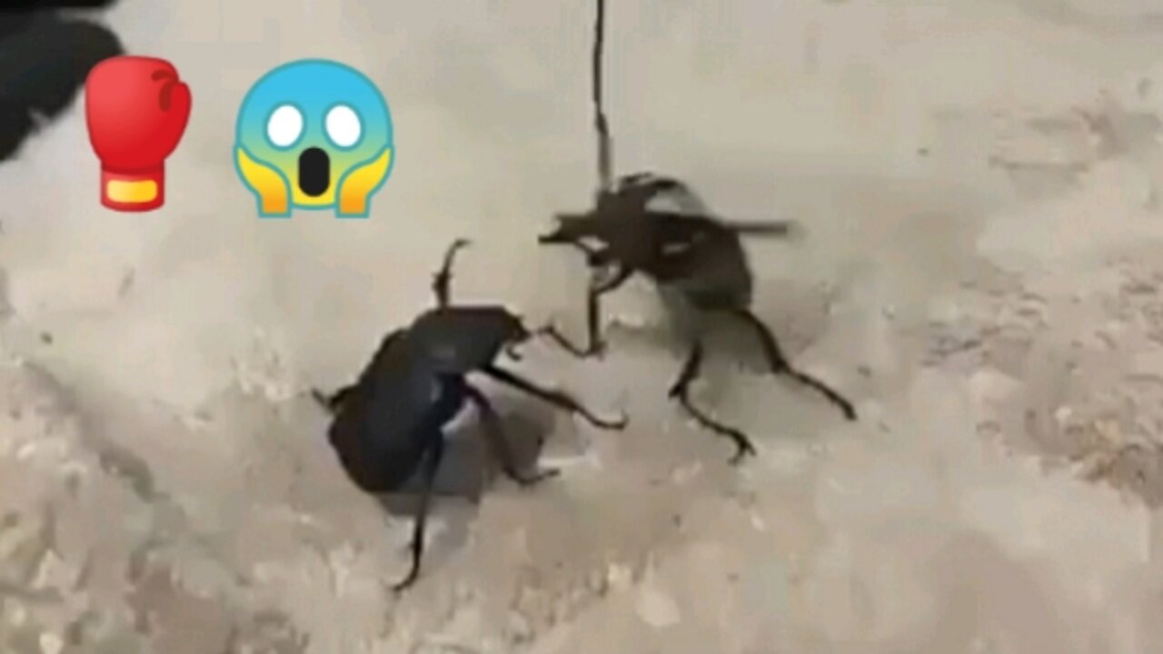Boxing in the world of beetles