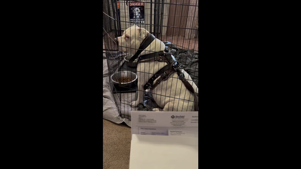 Information âšī¸ requested BANFIELD PET HOSPITAL đĨ my dog đâī¸ đŦ Mail to me all information âšī¸
